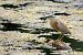 Squacco Heron  - Dinh Obi