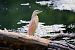 Squacco Heron  - Dinh Obi