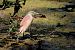 Squacco Heron  - Dinh Obi