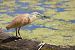 Squacco Heron  - Dinh Obi