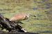 Squacco Heron  - Dinh Obi