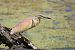 Squacco Heron  - Dinh Obi