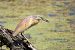 Squacco Heron  - Dinh Obi