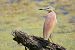 Squacco Heron  - Dinh Obi