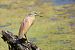 Squacco Heron  - Dinh Obi