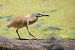 Squacco Heron  - Dinh Obi