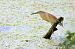 Squacco Heron  - Dinh Obi