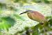 Squacco Heron  - Dinh Obi