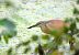 Squacco Heron  - Dinh Obi