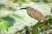 Squacco Heron  - Dinh Obi