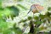 Squacco Heron  - Dinh Obi