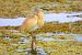 Squacco Heron  - Dinh Obi