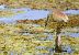 Squacco Heron  - Dinh Obi