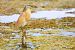 Squacco Heron  - Dinh Obi