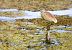Squacco Heron  - Dinh Obi