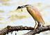 Squacco Heron  - Dinh Obi