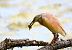 Squacco Heron  - Dinh Obi