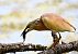 Squacco Heron  - Dinh Obi