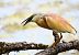 Squacco Heron  - Dinh Obi