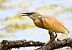 Squacco Heron  - Dinh Obi