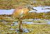 Squacco Heron  - Dinh Obi
