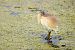 Squacco Heron  - Dinh Obi