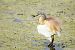 Squacco Heron  - Dinh Obi