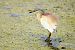Squacco Heron  - Dinh Obi