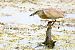 Squacco Heron  - Dinh Obi