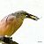 Squacco Heron  - Dinh Obi