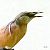 Squacco Heron  - Dinh Obi
