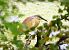 Squacco Heron  - Dinh Obi