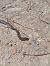 Southern Smooth Snake (Coronella girondica) © Pierre-Arnaud Kressmann