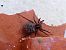Lycosoides sp. 