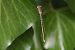 Brunette hivernale (Sympecma fusca) © Jean-Paul Le Mao