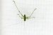 Phanéroptère méridional (Phaneroptera nana) © Jean-Pierre Pichot