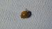 Coccinelle asiatique  - André Jourdain