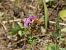 Bombus gr. pascuorum spp.  - Georges Roca Filella