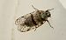 Cixius sp. © Thiery Louvel