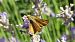 Hespérie du chiendent (Thymelicus acteon) © Florent Besson