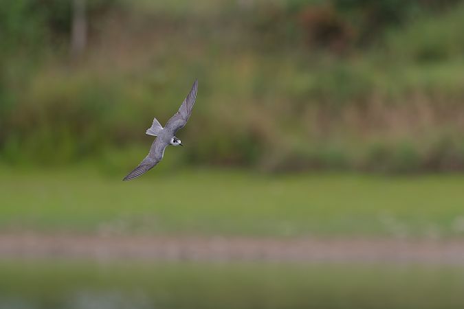 Guifette noire  - Franck Taboury