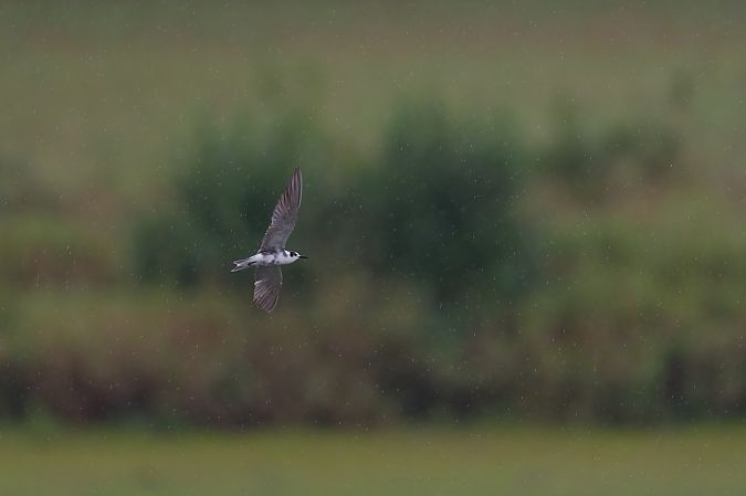 Guifette noire  - Franck Taboury