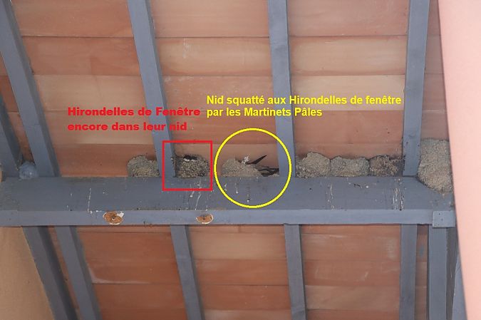 Martinet pâle 