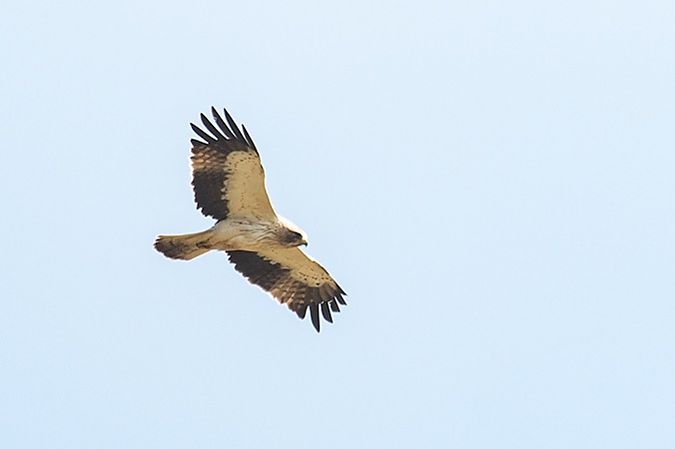 Booted Eagle  - Alain Laborde