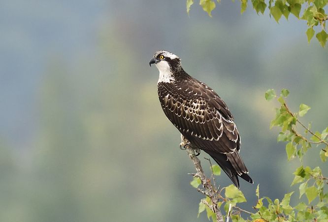 Balbuzard pêcheur  - Dominique Testaert