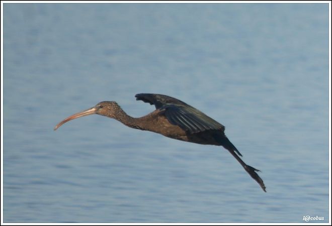 Ibis falcinelle  - Serge Pontacq
