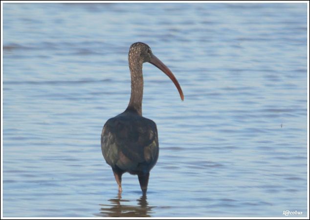 Ibis falcinelle  - Serge Pontacq