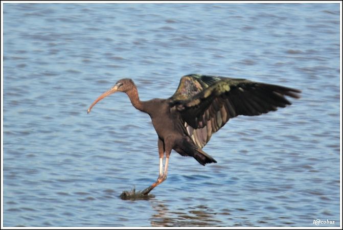 Ibis falcinelle  - Serge Pontacq