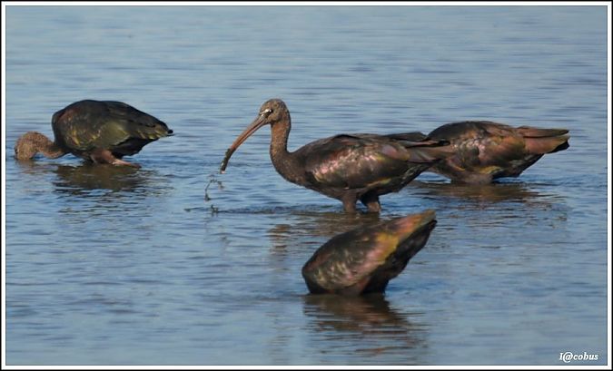 Ibis falcinelle  - Serge Pontacq
