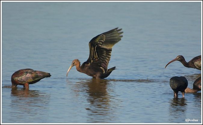 Ibis falcinelle  - Serge Pontacq